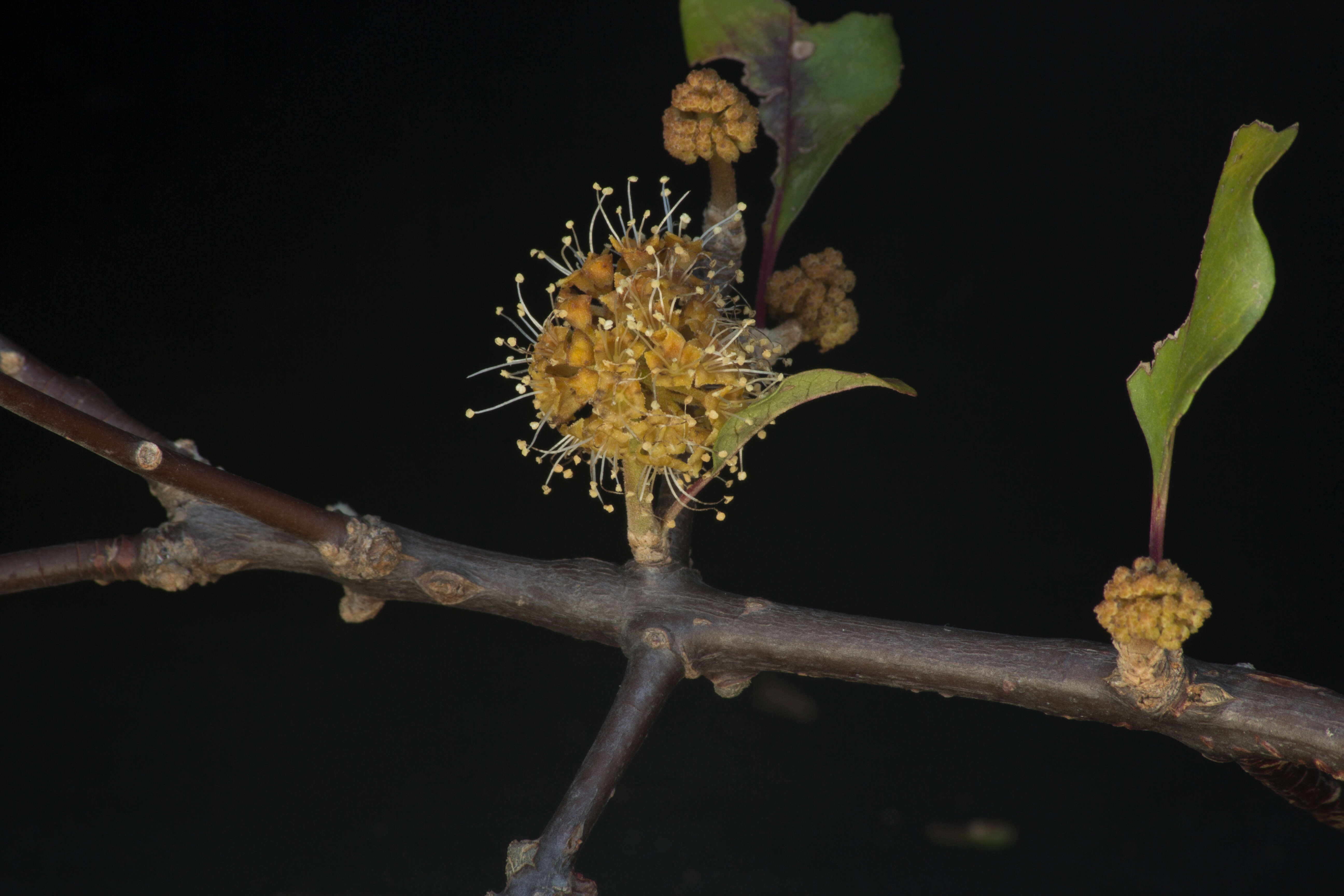 Image of Pisonia macranthocarpa (Donn. Sm.) Donn. Sm.