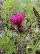 Image of sandhill thistle