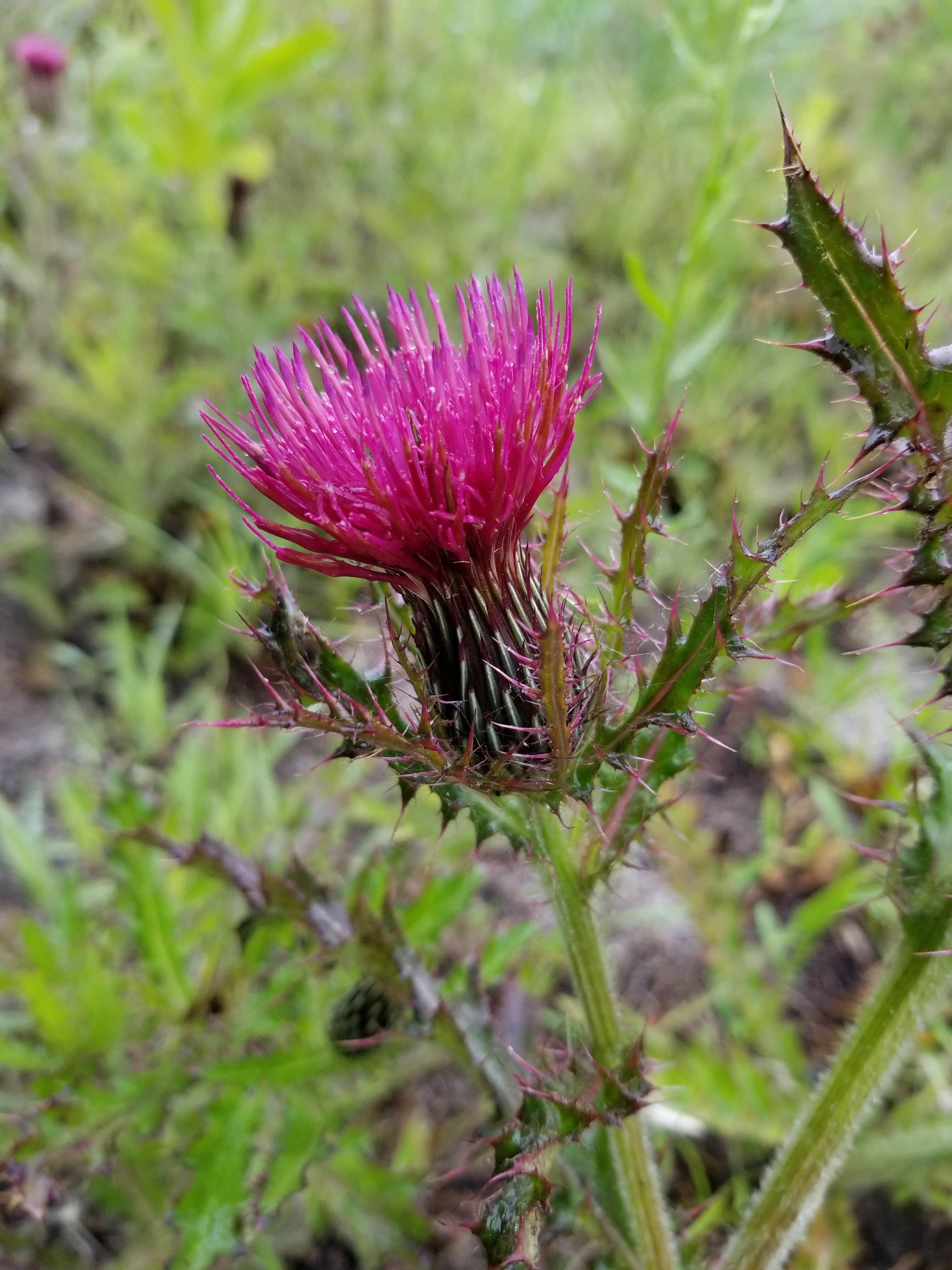 Imagem de Cirsium repandum Michx.