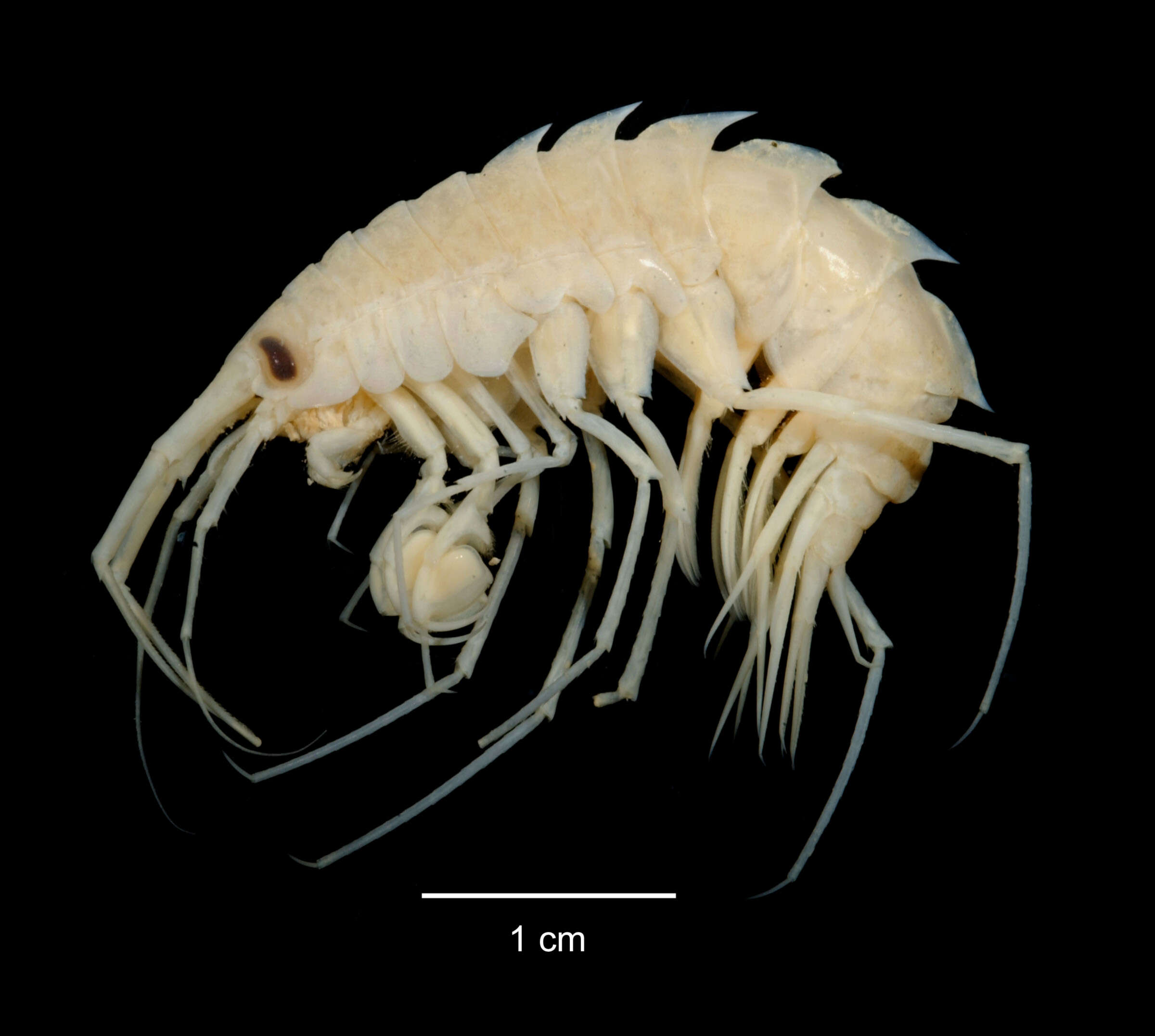 Image of Eusiridae