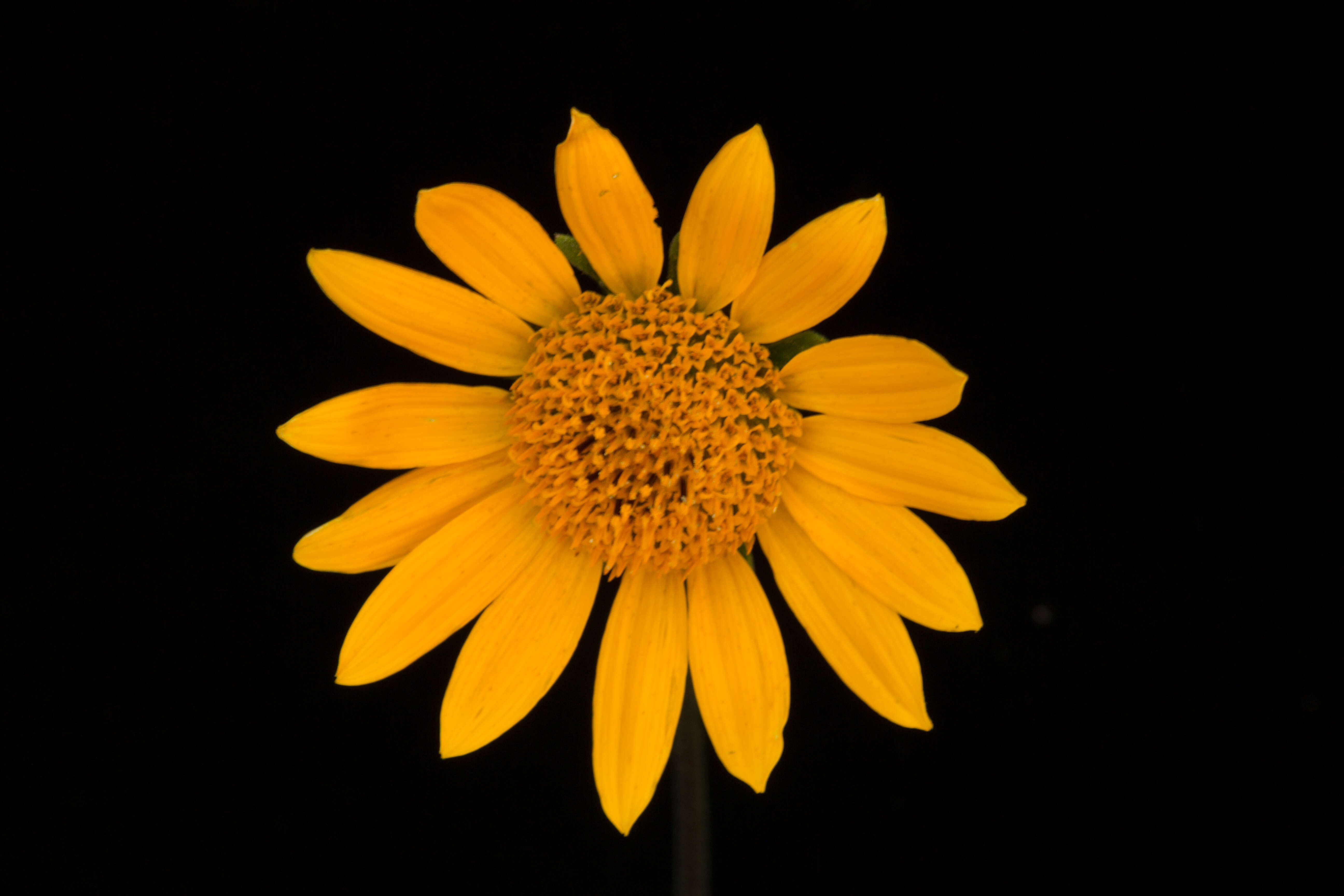 صورة Tithonia rotundifolia (P. Mill.) Blake