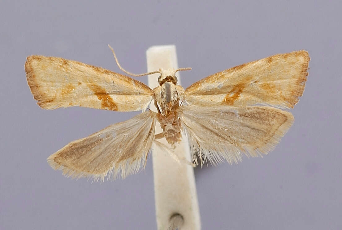 Image of Stenodes nipponana Razowski 1977