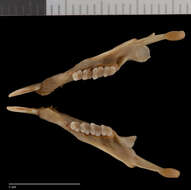 Sivun Microsciurus mimulus isthmius (Nelson 1899) kuva