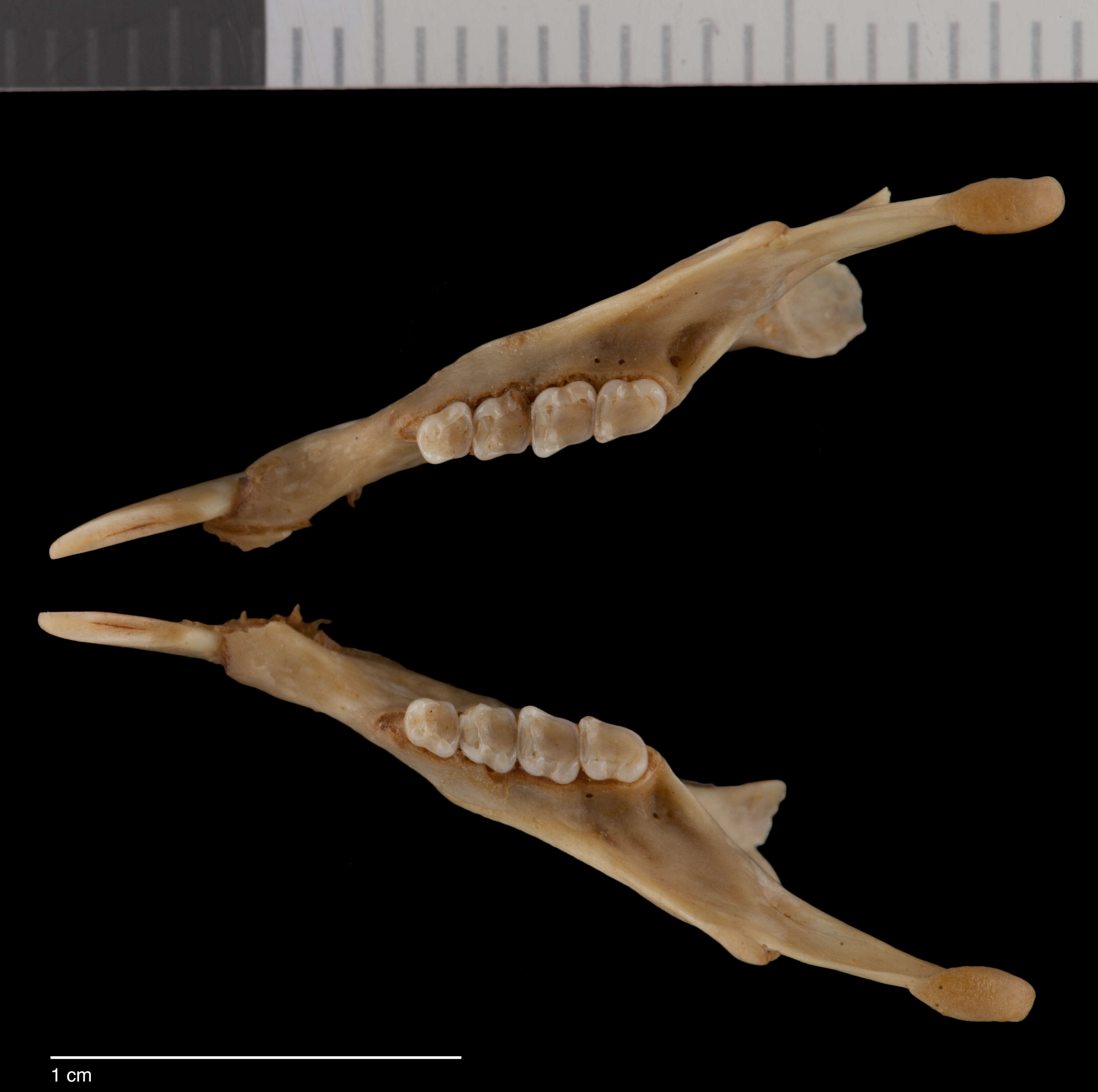Sivun Microsciurus mimulus isthmius (Nelson 1899) kuva