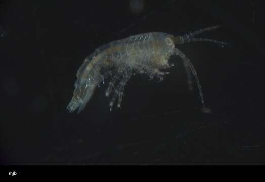 Image of Amphipoda