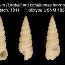 Image of Lirobittium purpureum (Carpenter 1864)