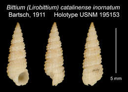 Image of Lirobittium purpureum (Carpenter 1864)