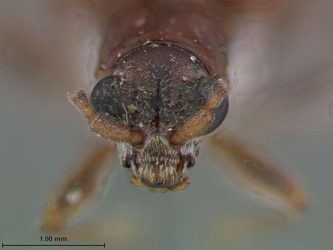 Donacia (Donacia) cincticornis Newman 1838 resmi