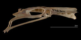 Image of Wedge-tailed shearwater