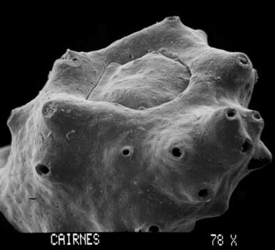 Image of Adelopora pseudothyron Cairns 1982