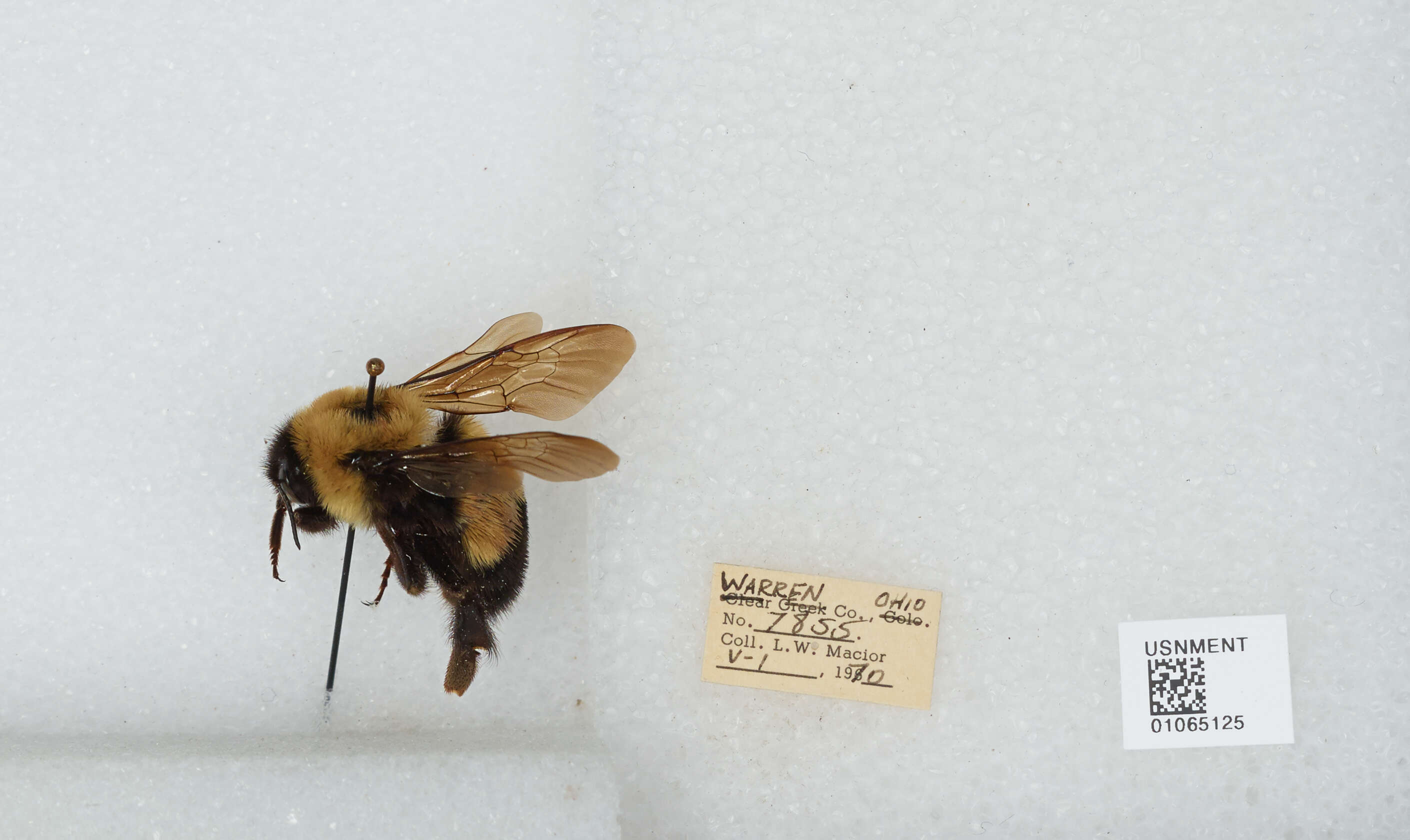 Слика од Bombus affinis Cresson 1864