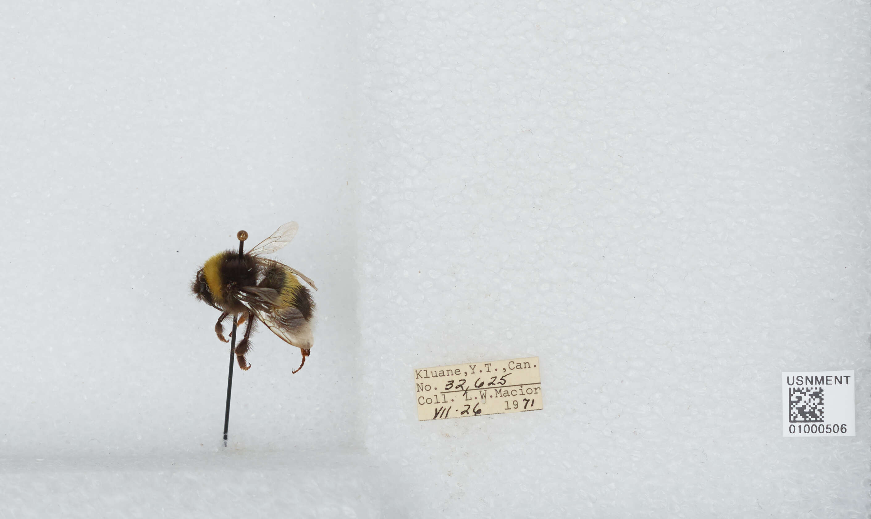 Image of White-tailed bumblebee