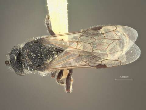 Image of Paratiphia Saussure & Sichel 1864