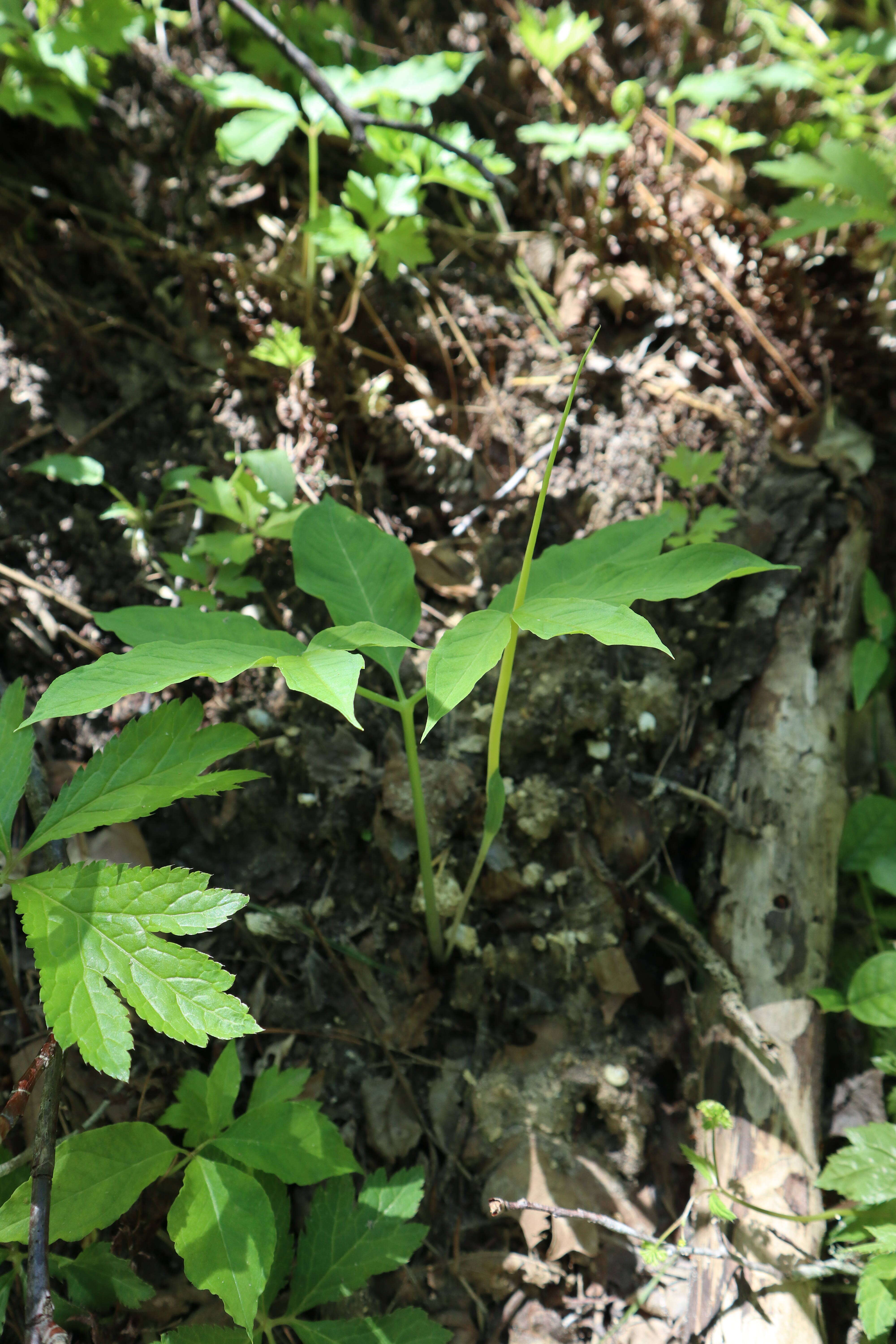 Image of green dragon