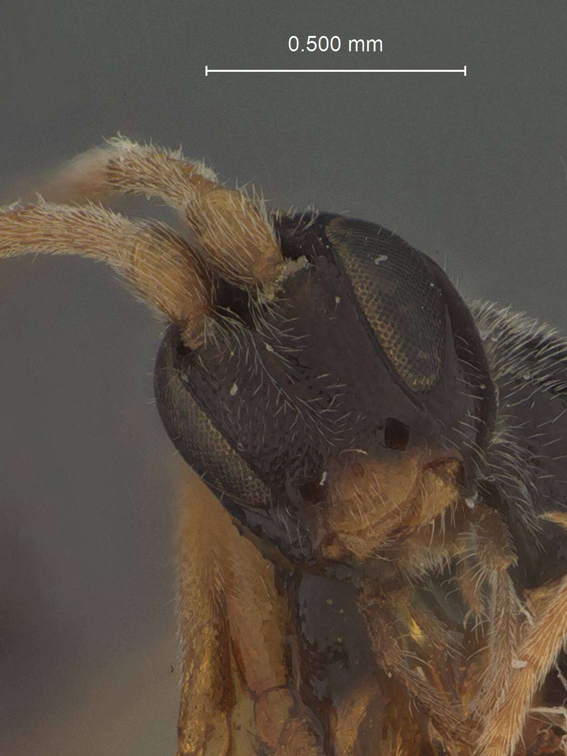 Image of Orgilus longiceps Muesebeck 1933