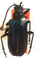 Image of Brachysomida celestina Casey 1913