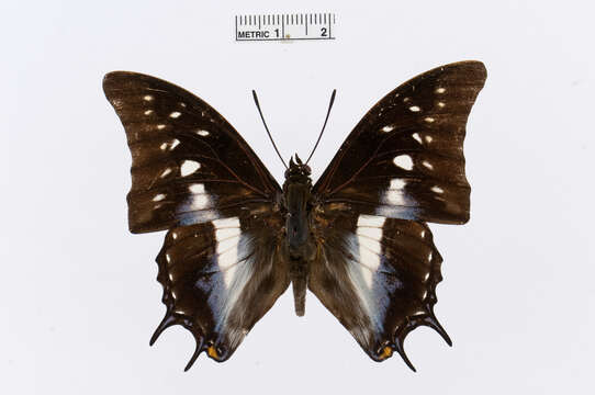 Image of Polyura cognatus Snellen van Vollenhoven 1861