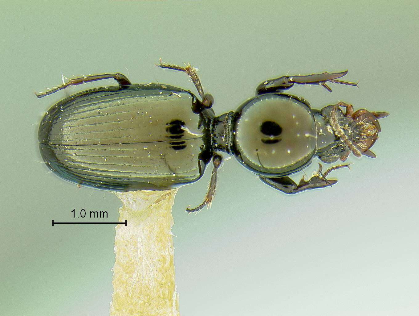 Слика од Dyschirius (Dyschiriodes) sphaericollis (Say 1823)