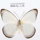 Image of Delias caeneus (Linnaeus 1758)