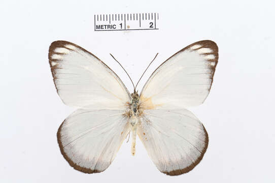 Image of Delias caeneus (Linnaeus 1758)