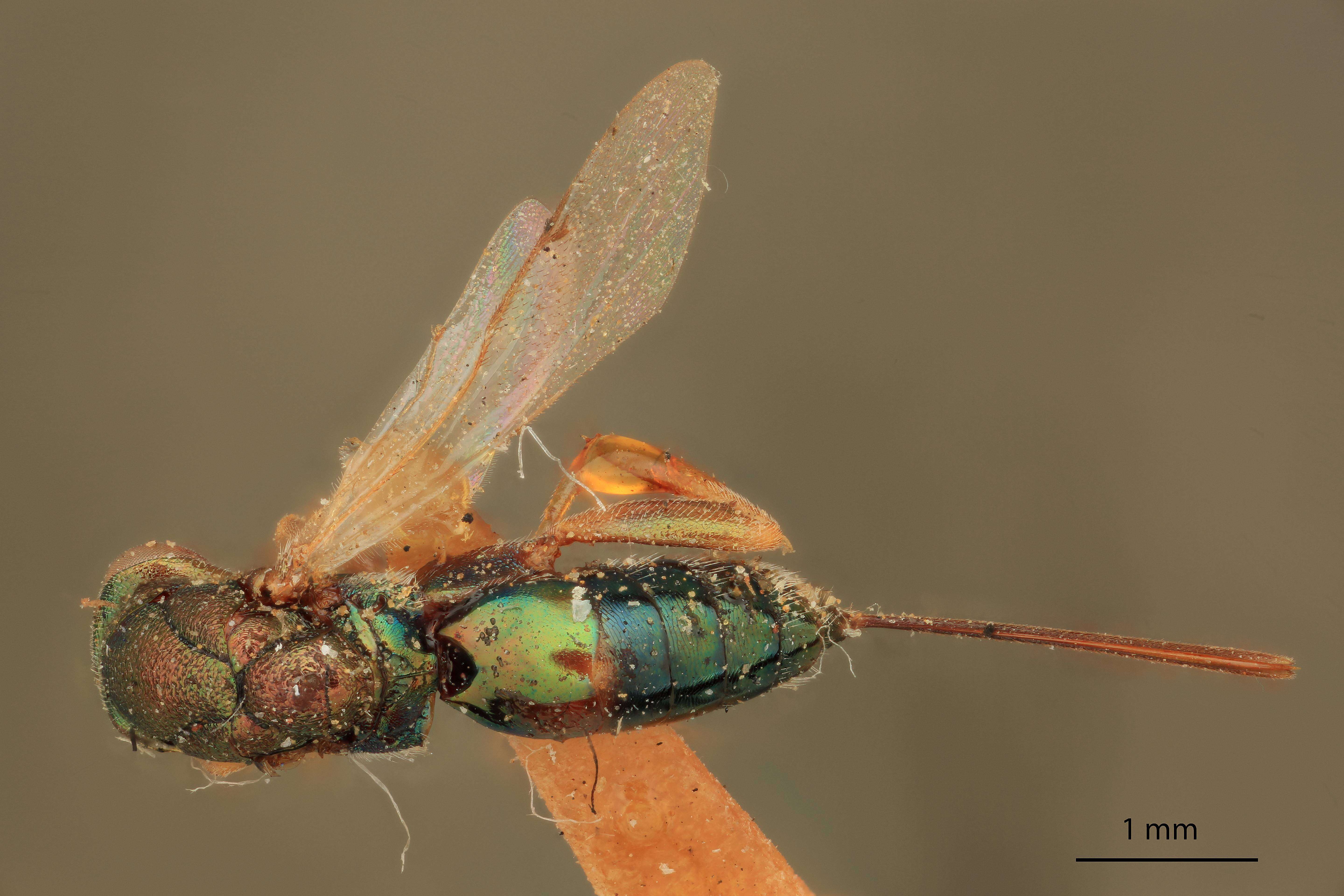 Imagem de Monodontomerus montivagus Ashmead 1890