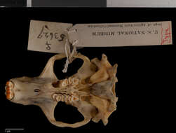 Слика од Orthogeomys hispidus torridus (Merriam 1895)