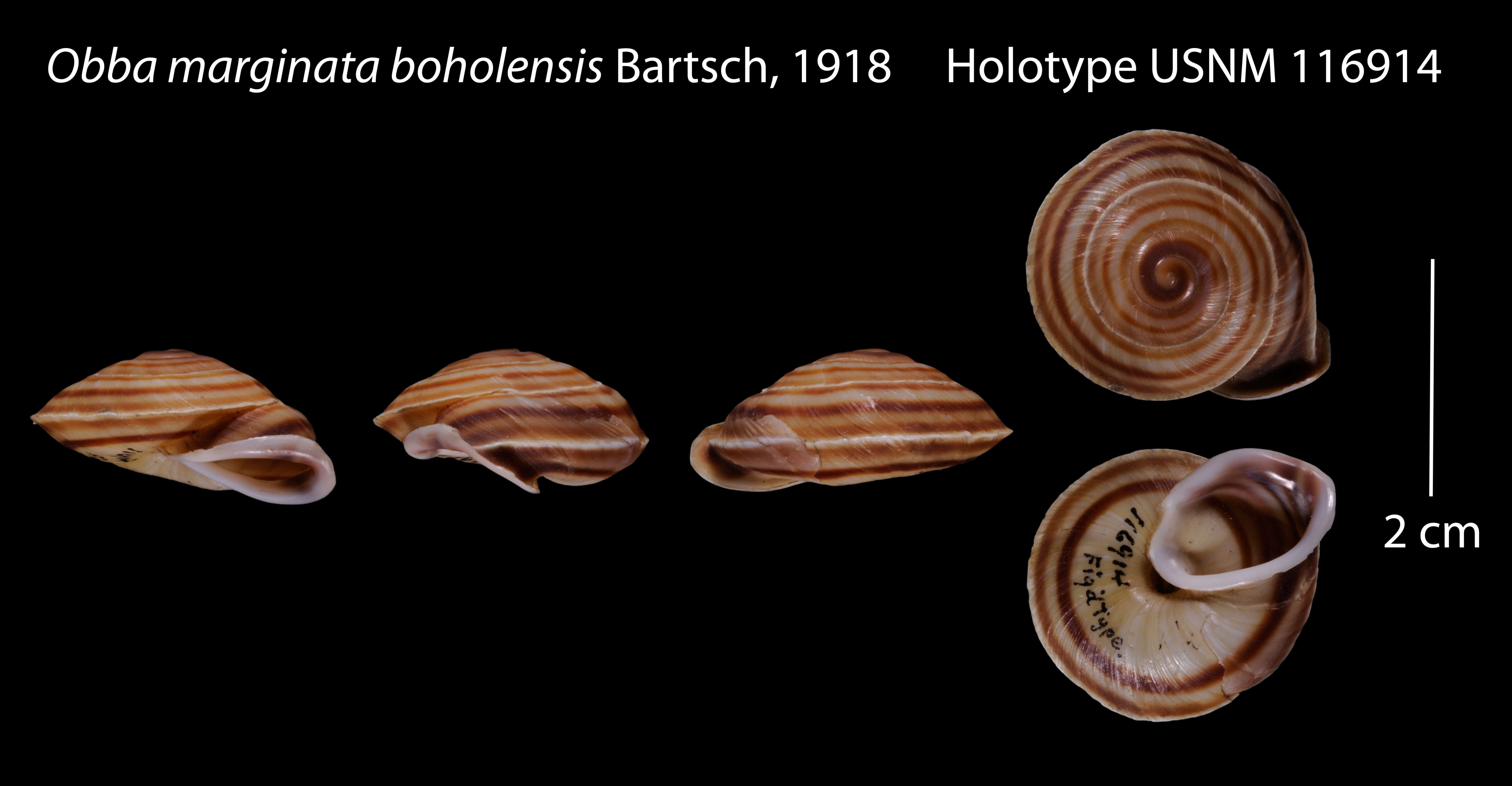 Image of <i>Obba marginata boholensis</i> Bartsch