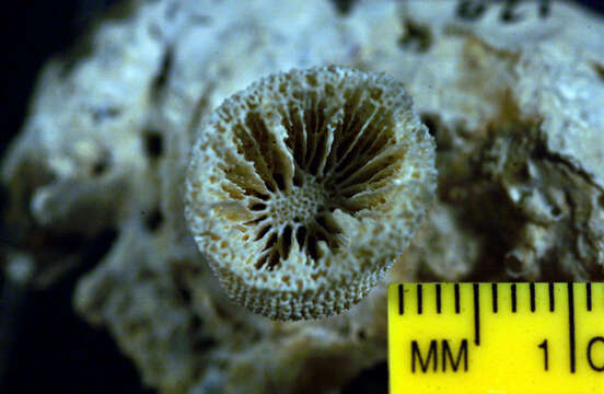 Image of Balanophyllia (Balanophyllia) scabrosa (Dana 1846)