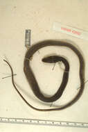 Image of Chinese Ratsnake