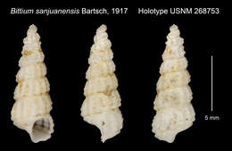 Image of <i>Bittium sanjuanense</i> Bartsch 1917