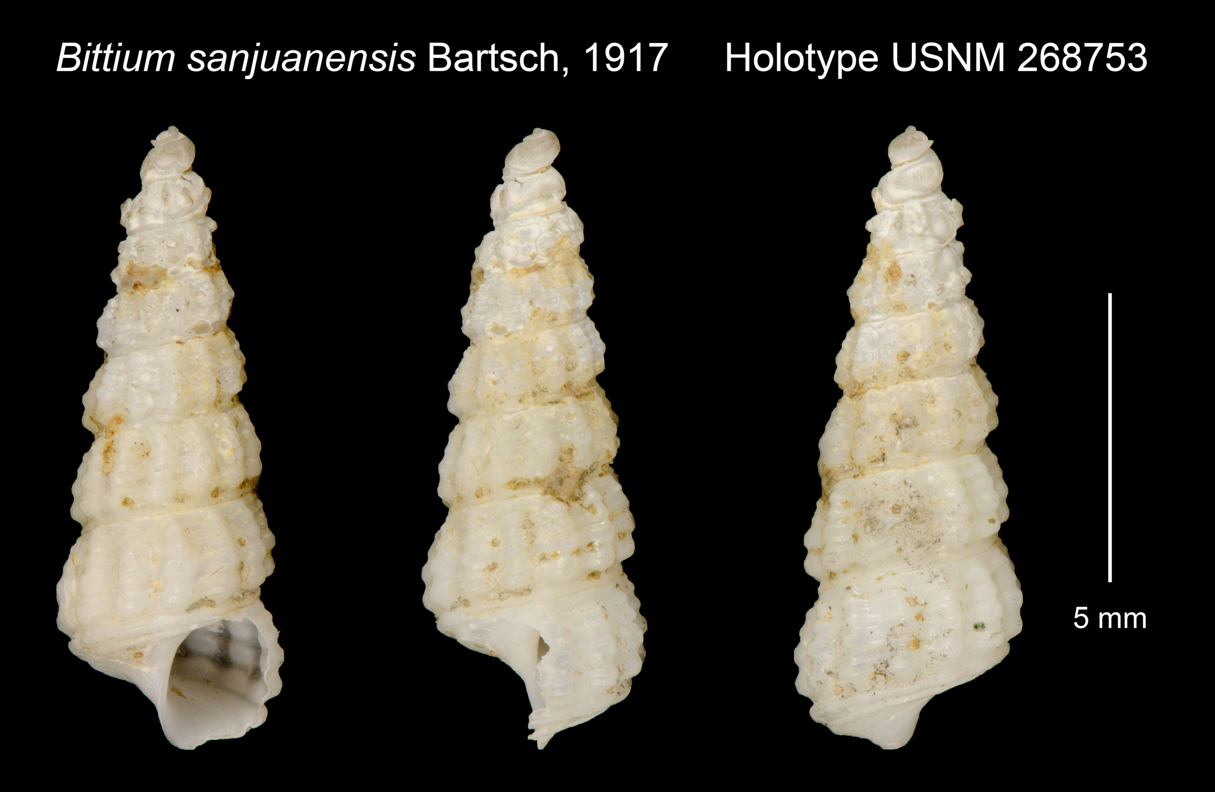 Слика од <i>Bittium sanjuanense</i> Bartsch 1917