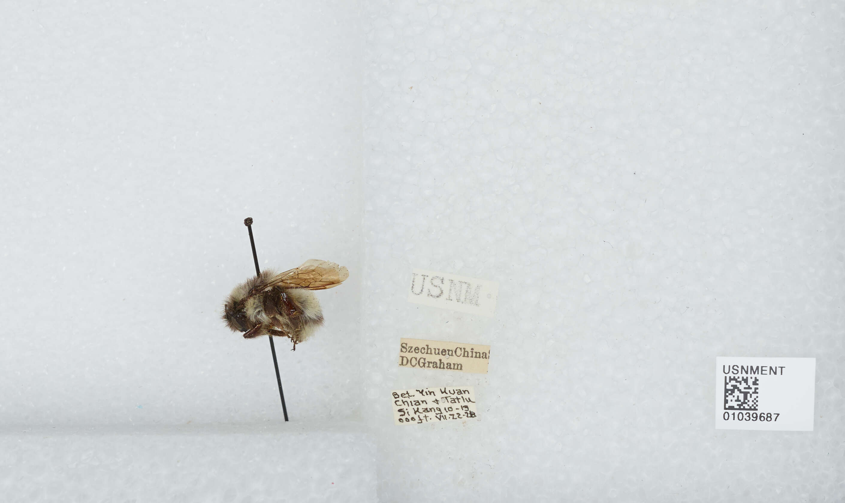 Image of Bombus patagiatus Nylander 1848