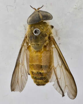 Image of Tabanus auripilosus Philip 1959