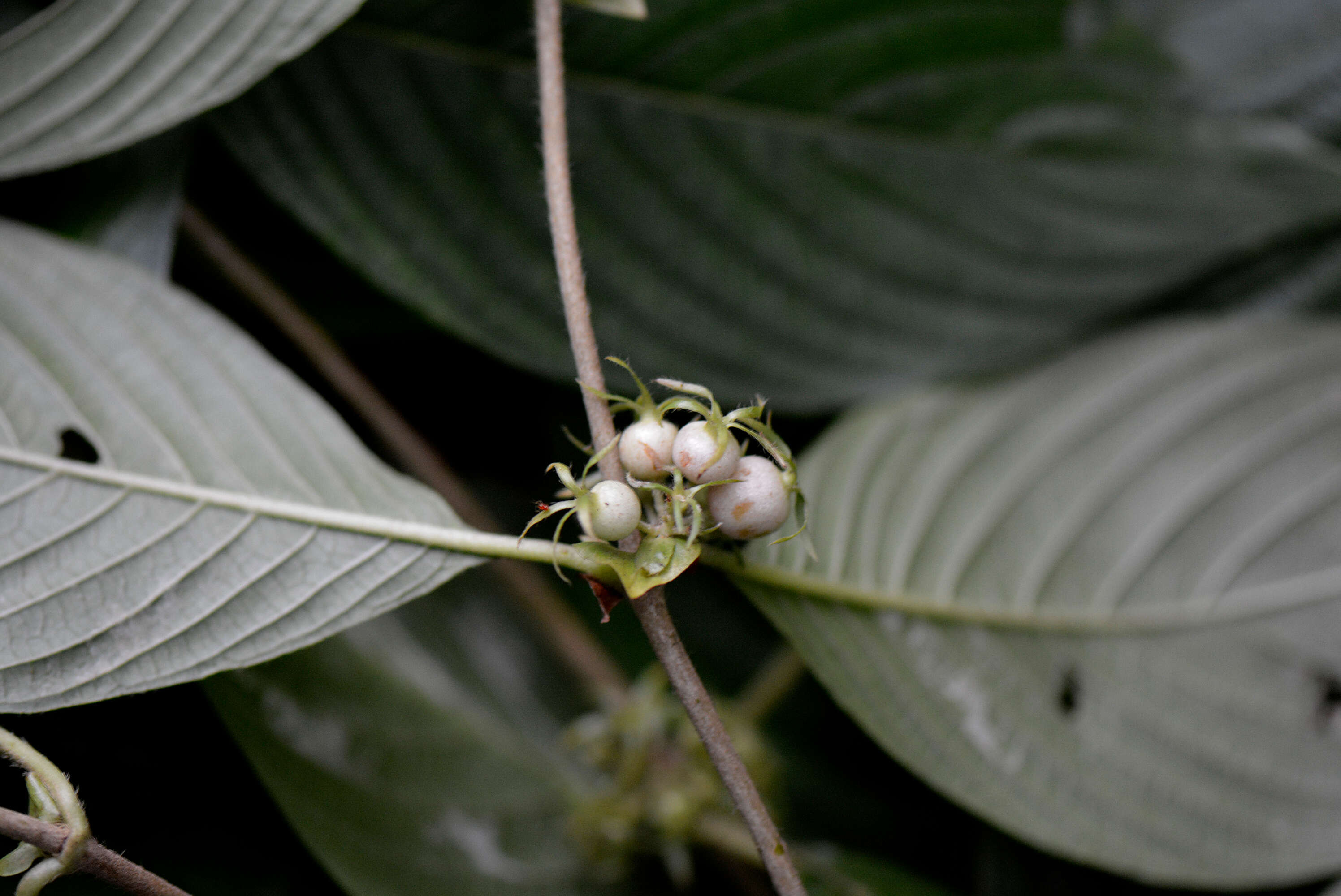 Image of Sabicea mexicana Wernham