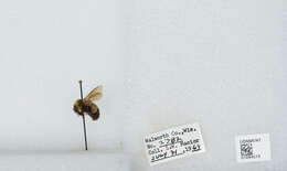 Слика од Bombus affinis Cresson 1864