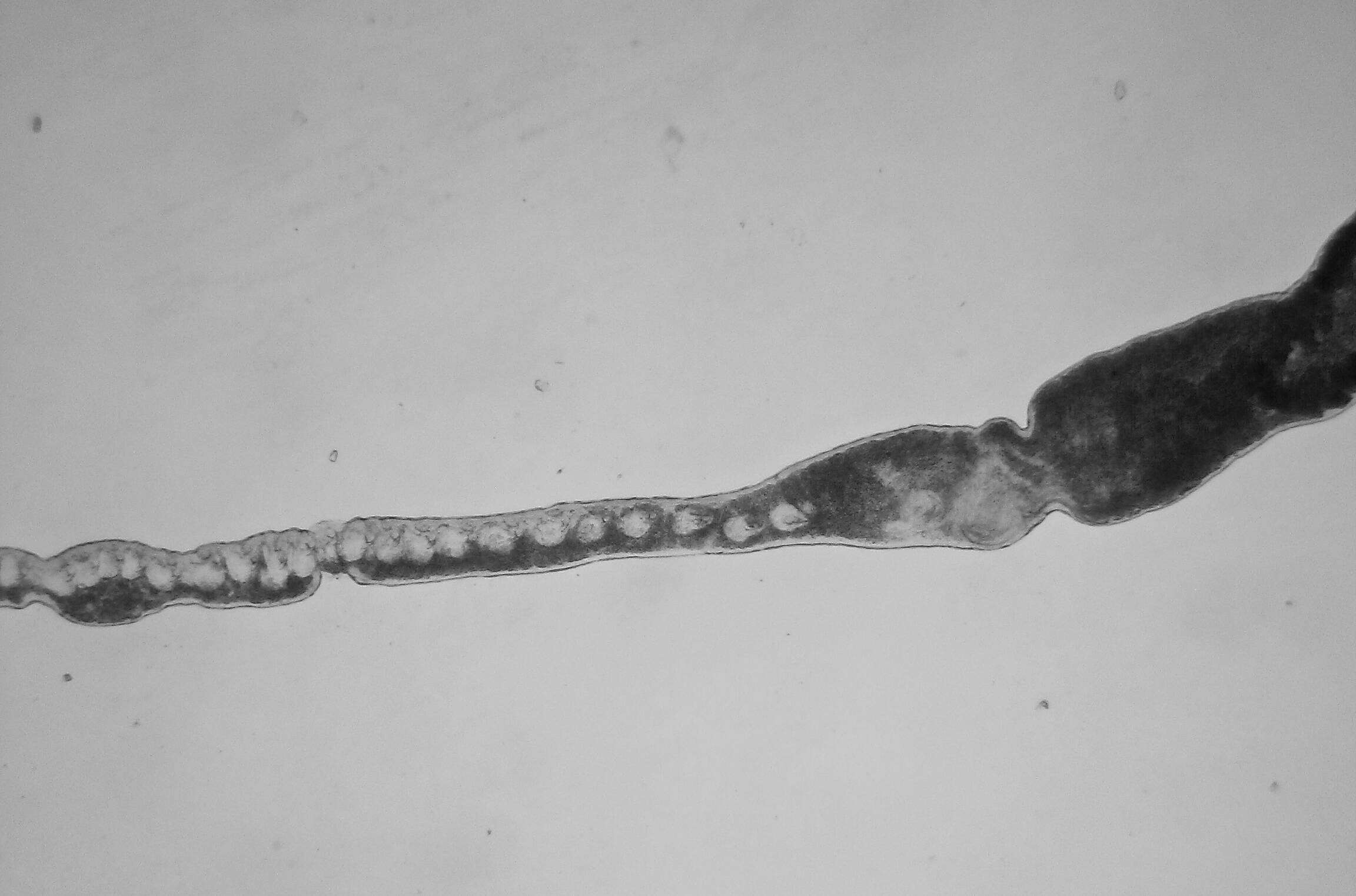 Image de Polystyliphora Ax 1958