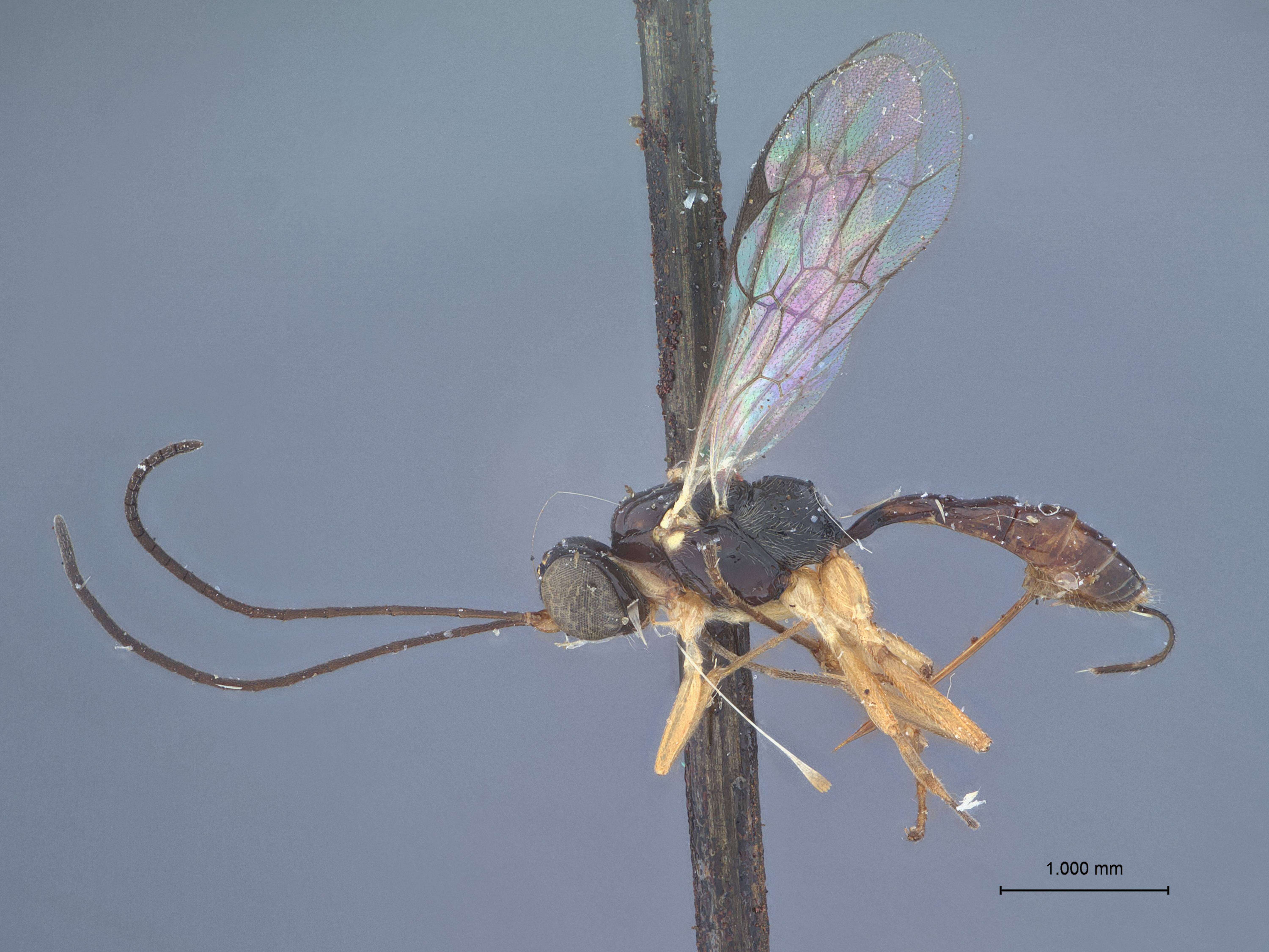 Imagem de Paraphylax badius Townes 1958