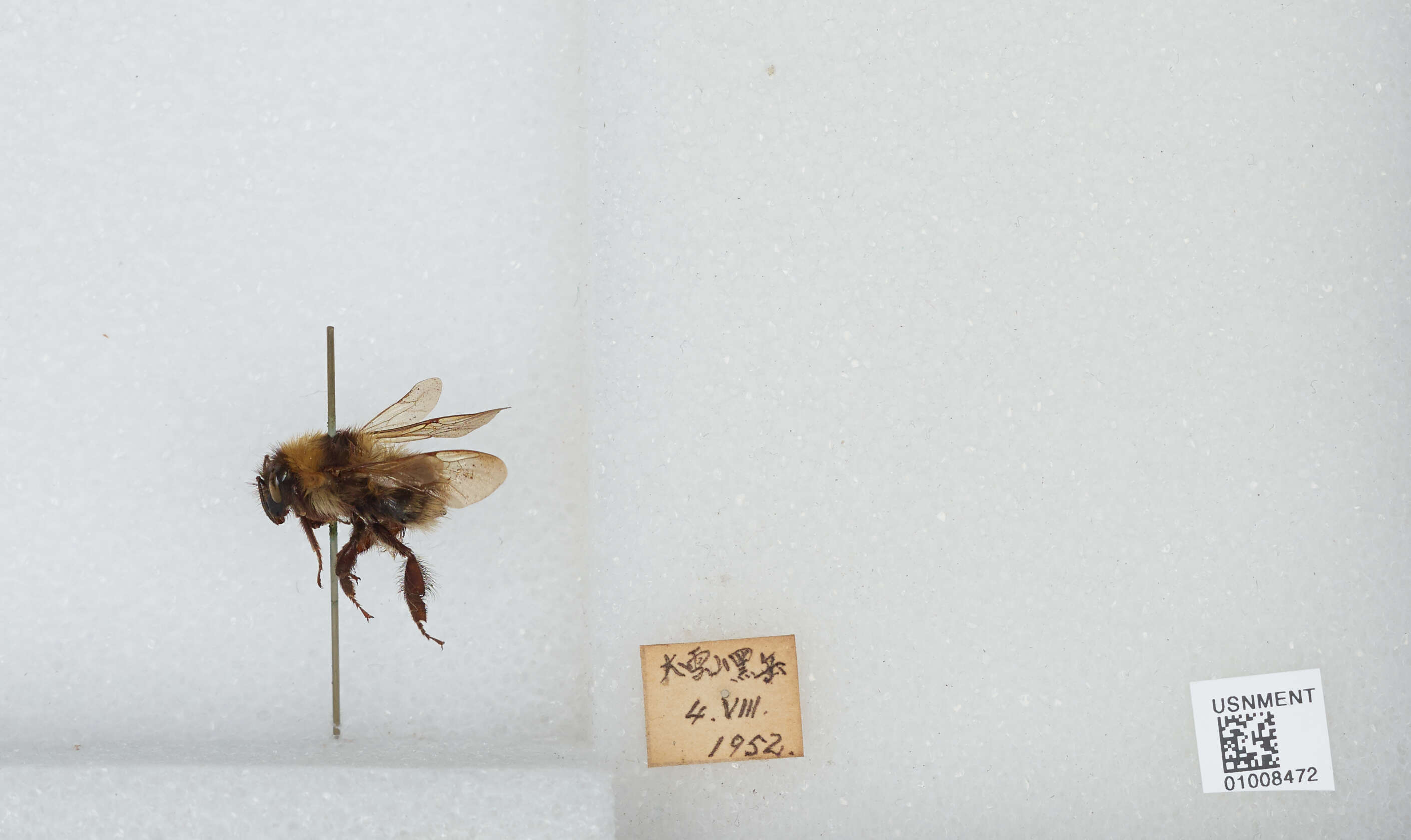 Imagem de Bombus diversus Smith 1869