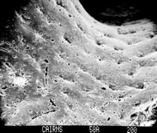 Image of Errinopsis fenestrata Cairns 1983