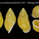 Image de Amphidromus mindoroensis Bartsch 1917