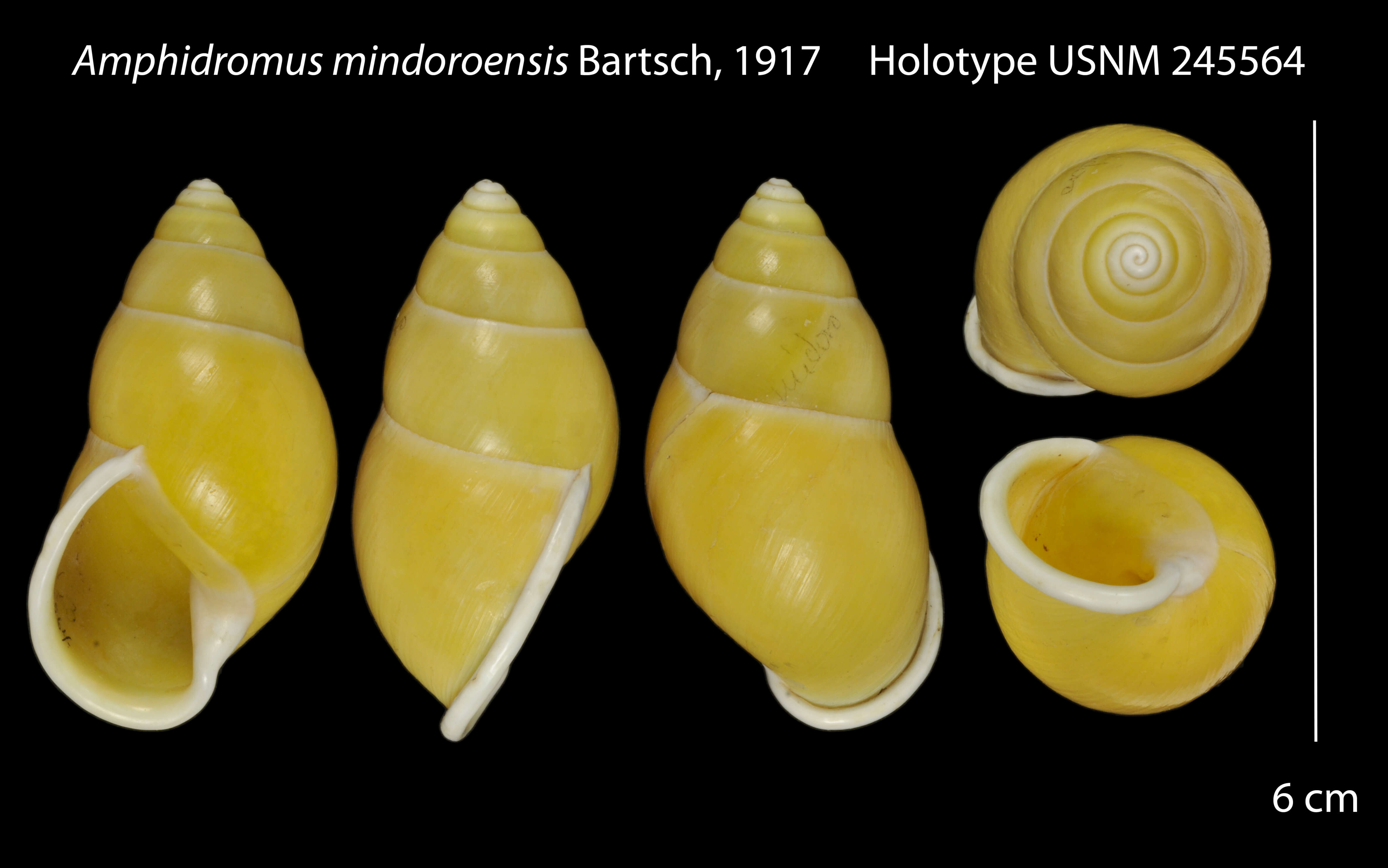 Image of Amphidromus mindoroensis Bartsch 1917