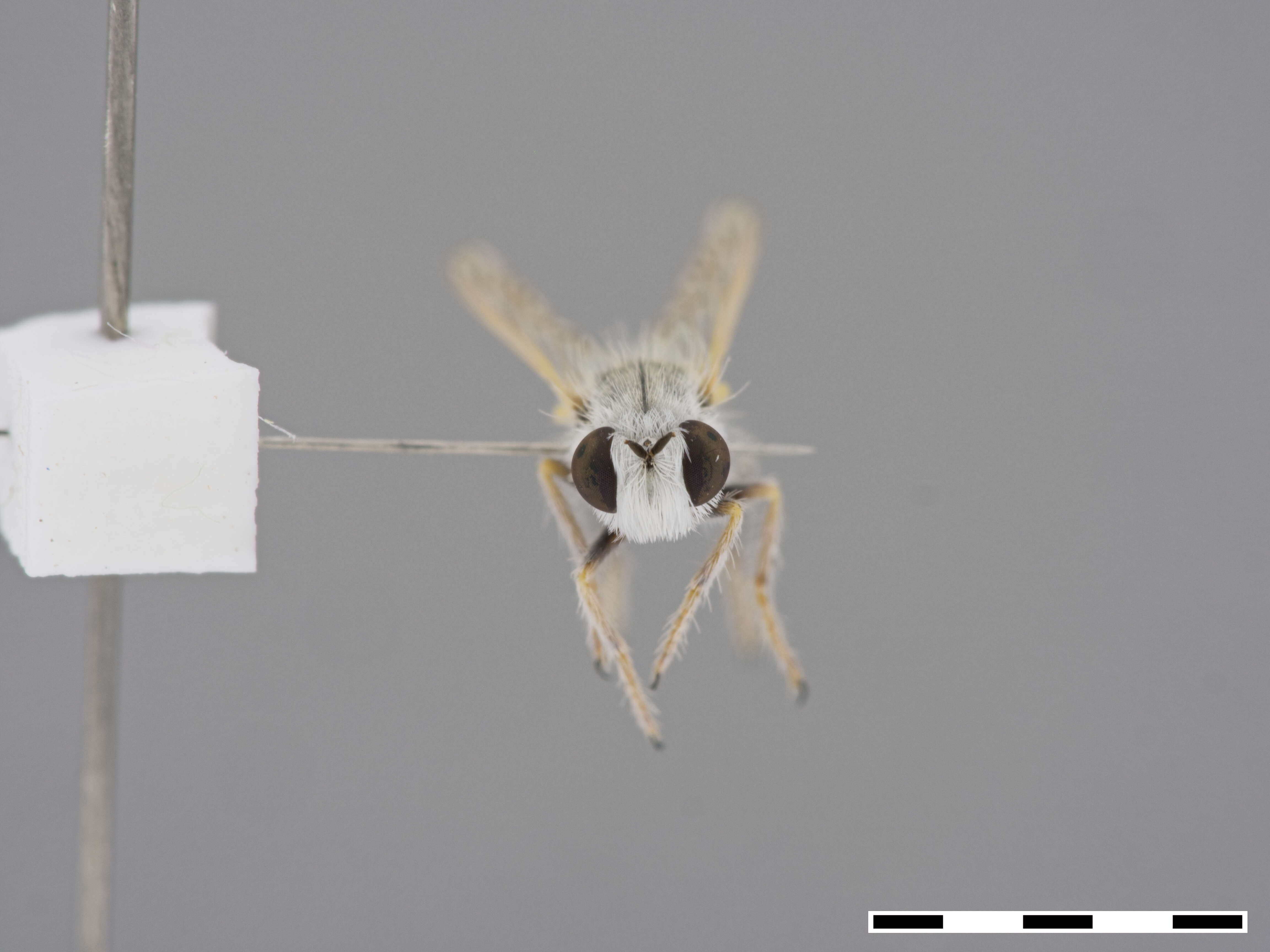 Image de Prytanomyia