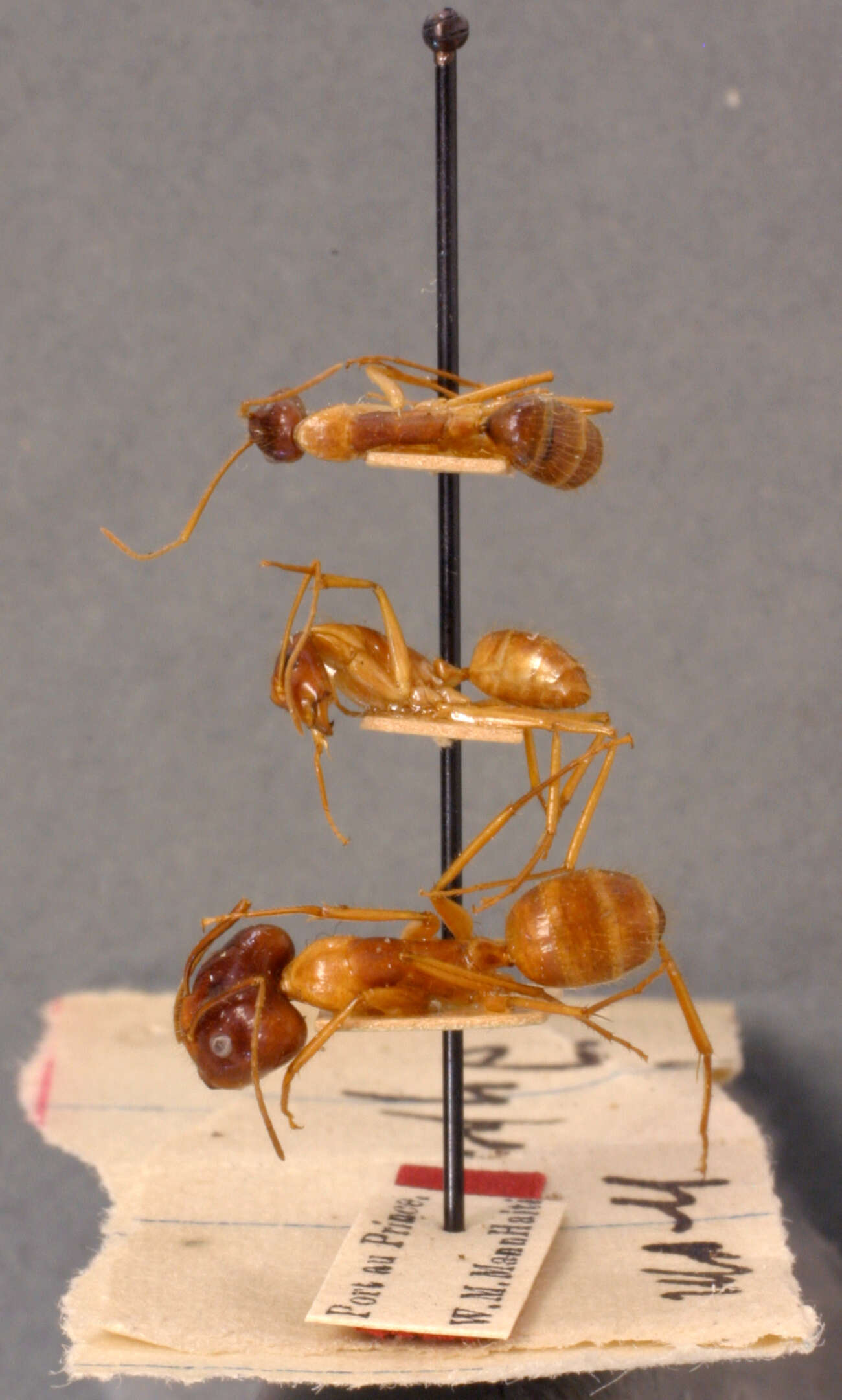 Plancia ëd Camponotus maculatus (Fabricius 1782)