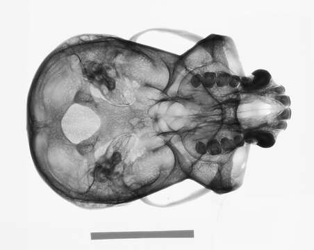 Image de Hylobates lar entelloides I. Geoffroy Saint-Hilaire 1842