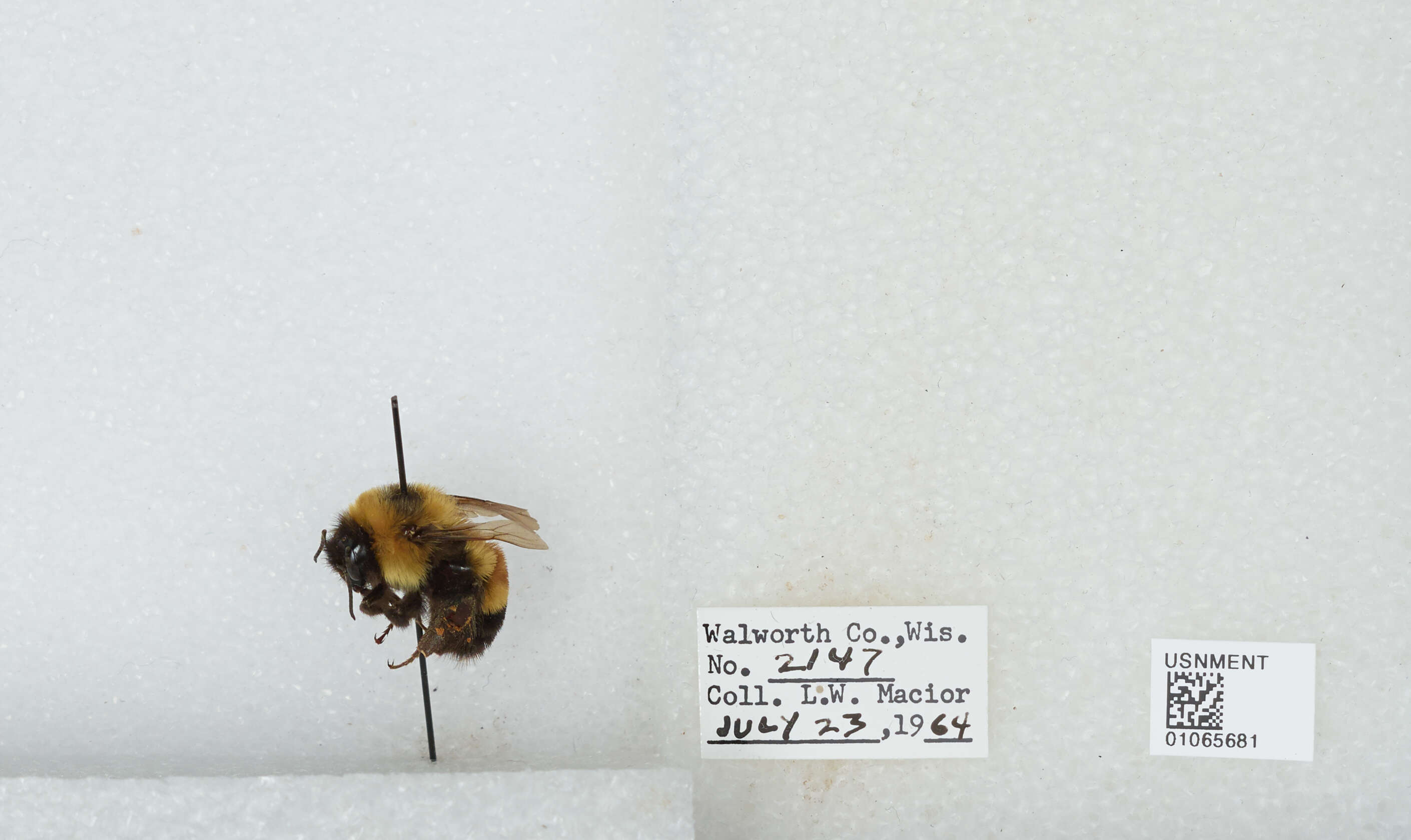 Слика од Bombus affinis Cresson 1864