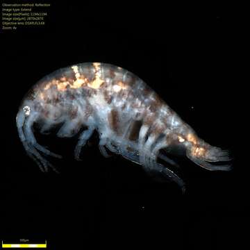 Image of Amphipoda