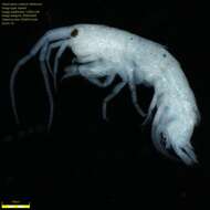 Image of Amphipoda