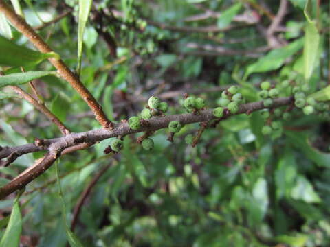 Image of wax myrtle