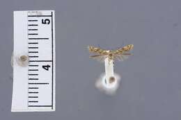 Image of Asymphorodes cicatricula Clarke 1986