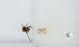 Image of White-tailed bumblebee